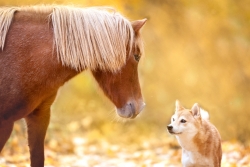 iStock-1056319418.jpg
