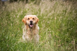 Lab in Field.jpg