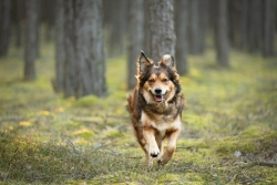 brown-cute-happy-dog-running-in-forest-in-sunny-day-golden-retriever-mixed-breed-dog.jpg_s=1024x1024&w=is&k=20&c=KHNgmjFDh9zFR3KpnDaj_EYmghLRMMnY9yXV1EqF9IY= (1).jpg