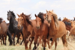 Herd of Horses.jpg