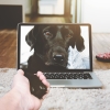 animal-apple-device-background-343241.jpg