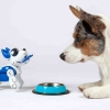 Dog and Robot CHATGPT.jpg