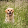 Lab in Field.jpg