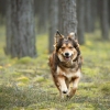 brown-cute-happy-dog-running-in-forest-in-sunny-day-golden-retriever-mixed-breed-dog.jpg_s=1024x1024&w=is&k=20&c=KHNgmjFDh9zFR3KpnDaj_EYmghLRMMnY9yXV1EqF9IY= (1).jpg