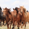 Herd of Horses.jpg