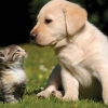 Cat and Dog.jpg
