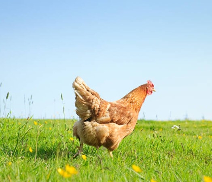 Chicken in field one.jpg