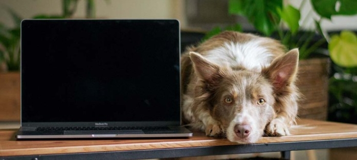 Dog and Computer.jpg