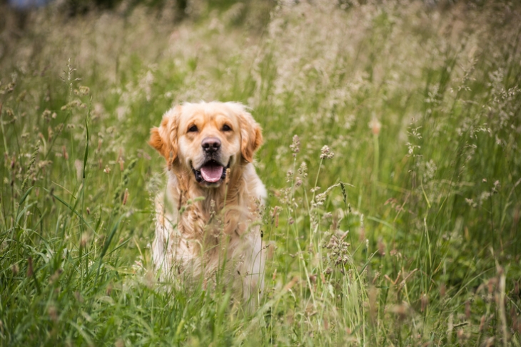 Lab in Field.jpg