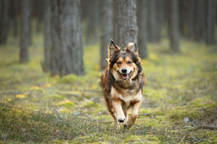 brown-cute-happy-dog-running-in-forest-in-sunny-day-golden-retriever-mixed-breed-dog.jpg_s=1024x1024&w=is&k=20&c=KHNgmjFDh9zFR3KpnDaj_EYmghLRMMnY9yXV1EqF9IY= (1).jpg