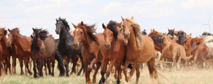 Herd of Horses.jpg