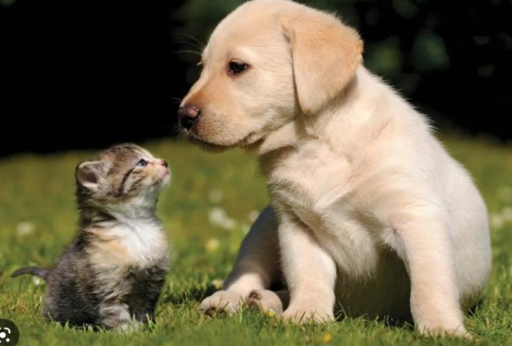 Cat and Dog.jpg