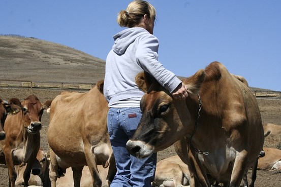 Cow Farmer