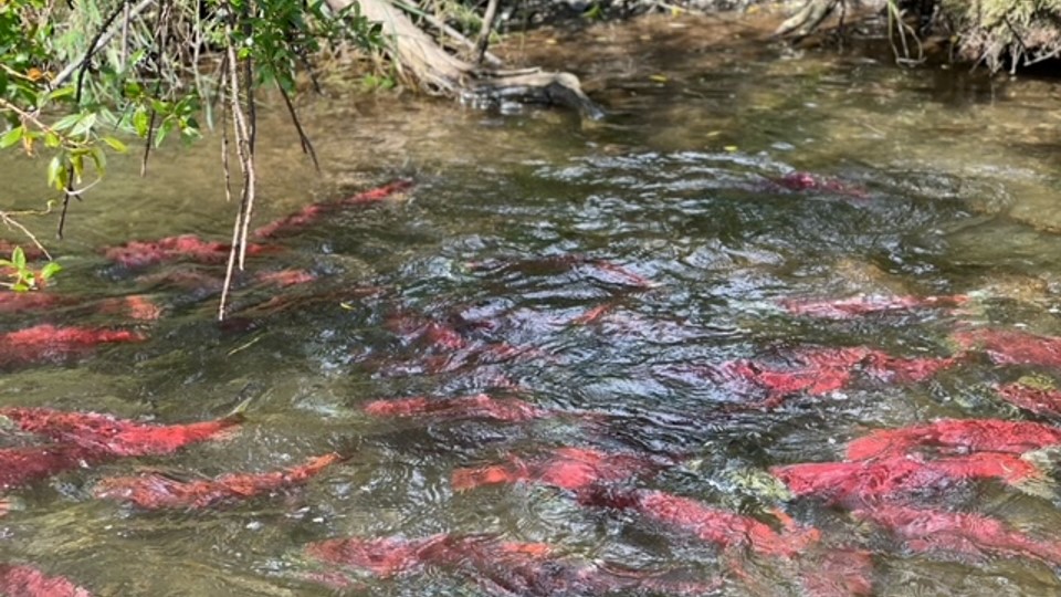 Salmon in the River