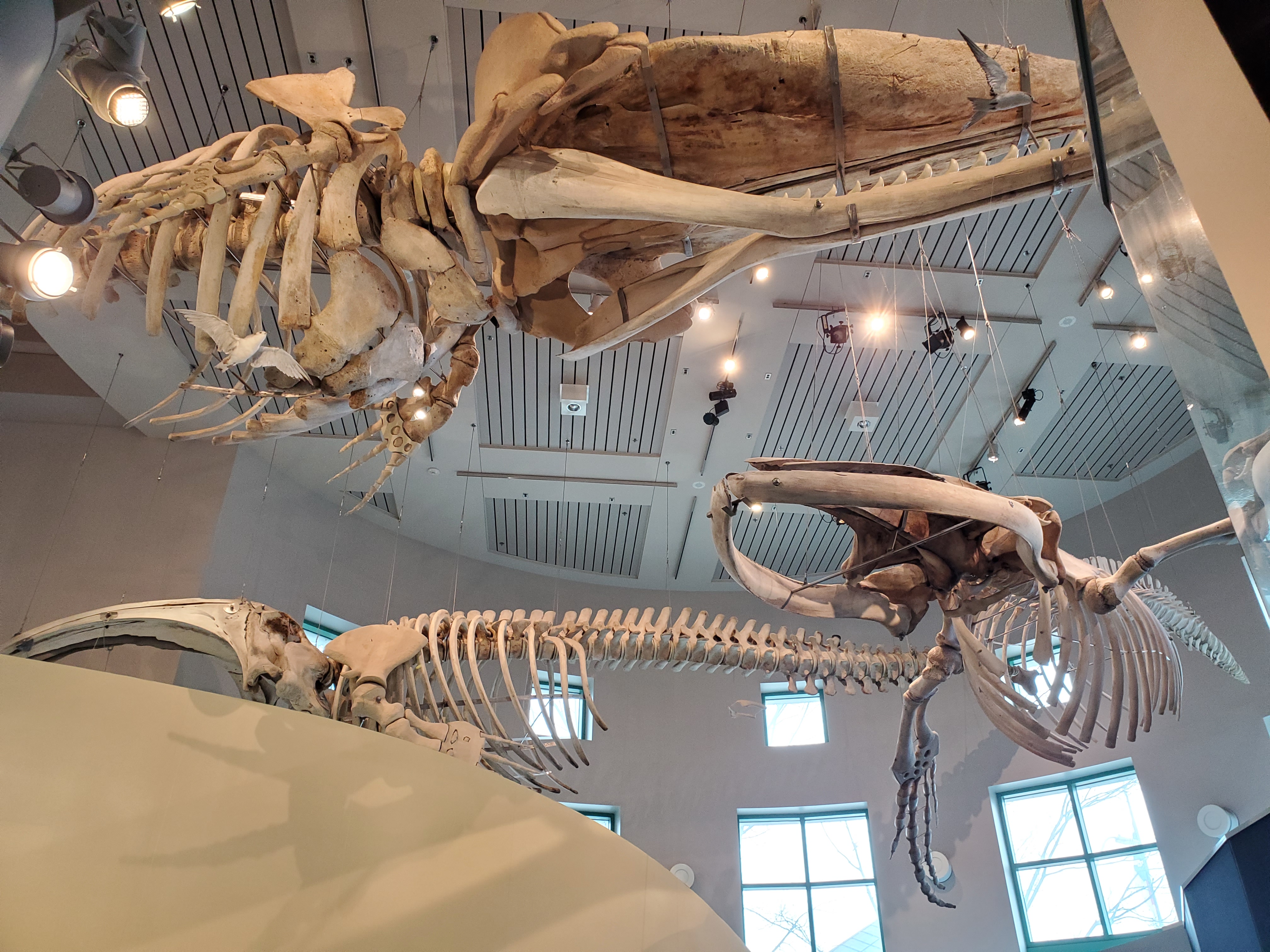 Raleigh Museum of Nat Hist