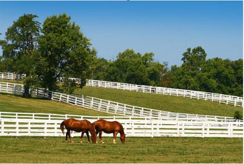 Lexington horses