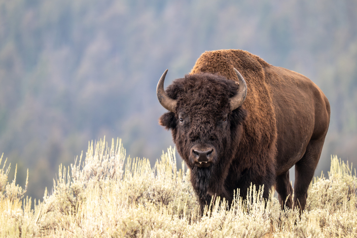 Montana - Used for Central MT